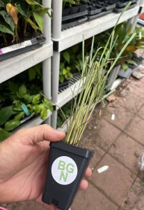 Lemongrass - Cymbopogon citratus