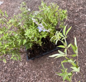 Vitex Chaste Tree - Chaste Berry