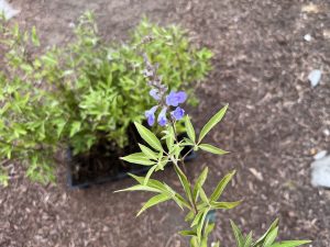 Vitex Chaste Tree - Chaste Berry