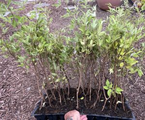 Vitex Chaste Tree - Chaste Berry