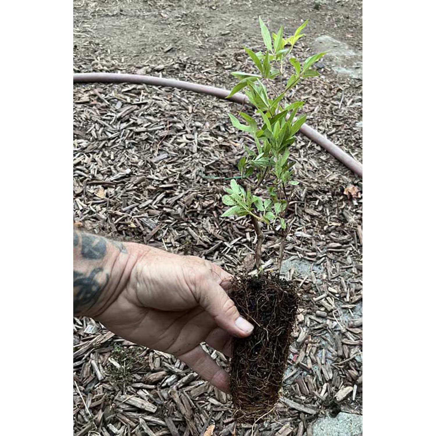 Chaste tree - Vitex Chaste berry - Live Plant - Image 6