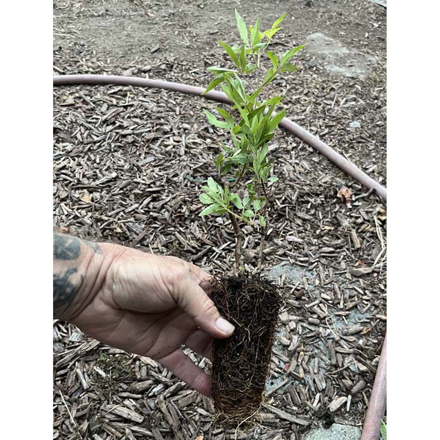 Chaste tree - Vitex Chaste berry - Live Plant - Image 7