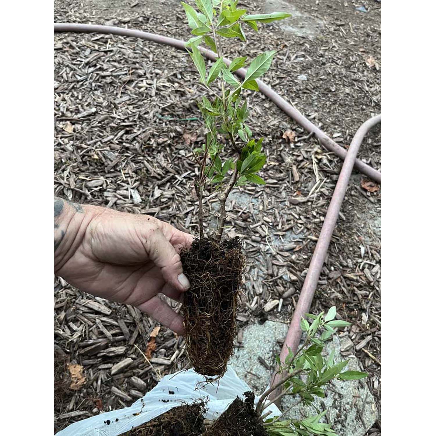 Chaste tree - Vitex Chaste berry - Live Plant - Image 8