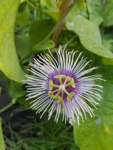 Passiflora "Bounty"