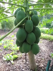 Red Lady Dwarf Papaya Plant