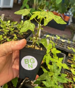 Red Lady Dwarf Papaya Plant