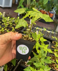 Red Lady Dwarf Papaya Plant