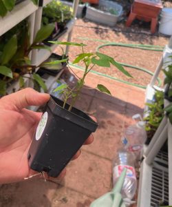 Red Lady Dwarf Papaya Plant