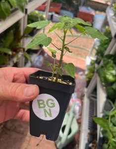 Red Lady Dwarf Papaya Plant