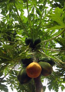 Red Lady Dwarf Papaya Plant