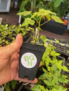 Red Lady Dwarf Papaya Plant