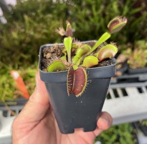 Venus Flytrap Akai Ryu