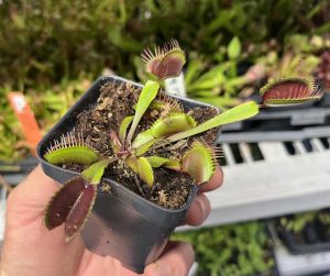 Venus Flytrap Akai Ryu