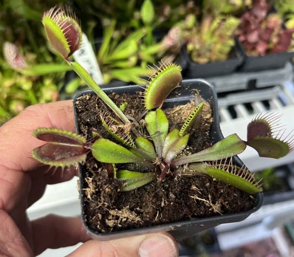 ONEWE Regulus ポラロイド Venus Flytrap Akai Ryu – Red Dragon Venus Flytrap – Live