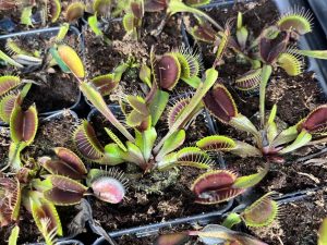 Venus Flytrap Akai Ryu