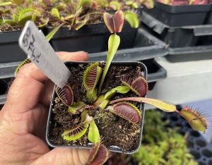 Venus Flytrap Akai Ryu