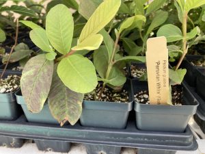 Peruvian White Guava Tree - White Guava Plant