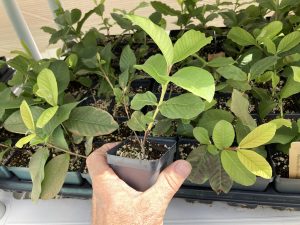 Peruvian White Guava Tree - White Guava Plant