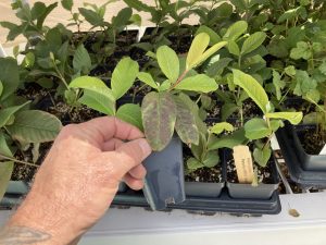 Peruvian White Guava Tree - White Guava Plant