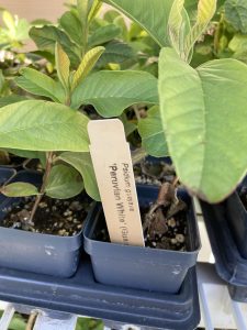 Peruvian White Guava Tree - White Guava Plant