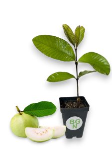 Peruvian White Guava Tree - White Guava Plant