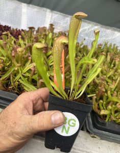 Sarracenia 'Bug Bat'