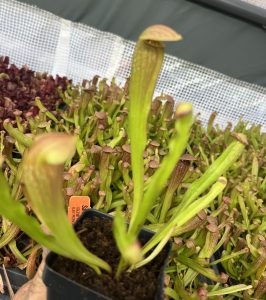 Sarracenia 'Bug Bat'