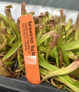 Sarracenia 'Bug Bat'