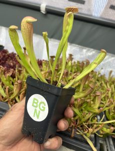 Sarracenia 'Bug Bat'