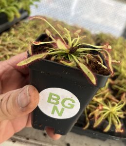 Drosera capensis “Mini Red”