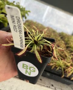 Drosera capensis “Mini Red”