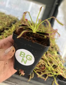 Drosera capensis - Cape Sundew