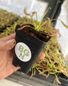 Drosera capensis - Cape Sundew