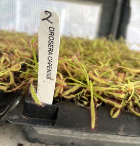 Drosera capensis - Cape Sundew