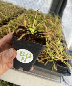 Drosera capensis - Cape Sundew