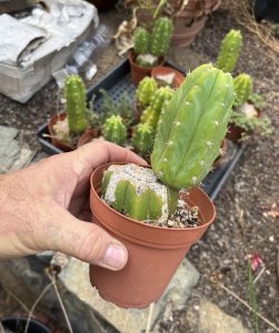 San Pedro cactus - Echinopsis pachanoi