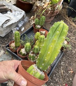 San Pedro cactus - Echinopsis pachanoi