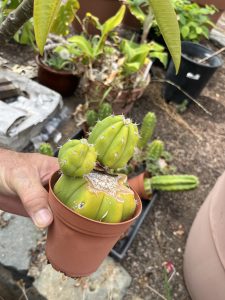 San Pedro cactus - Echinopsis pachanoi