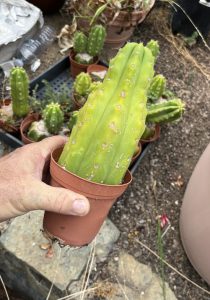 San Pedro cactus - Echinopsis pachanoi