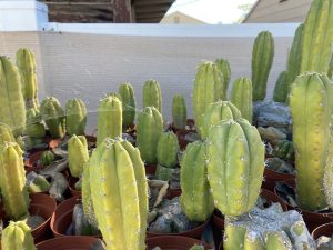 San Pedro cactus - Echinopsis pachanoi