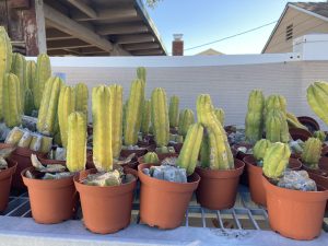 San Pedro cactus - Echinopsis pachanoi