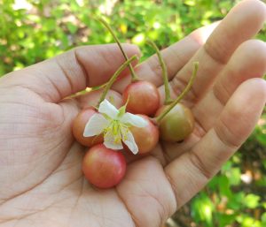 Jamaican Cherry