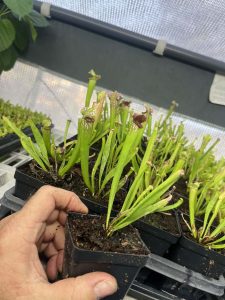 Sarracenia Mississippi