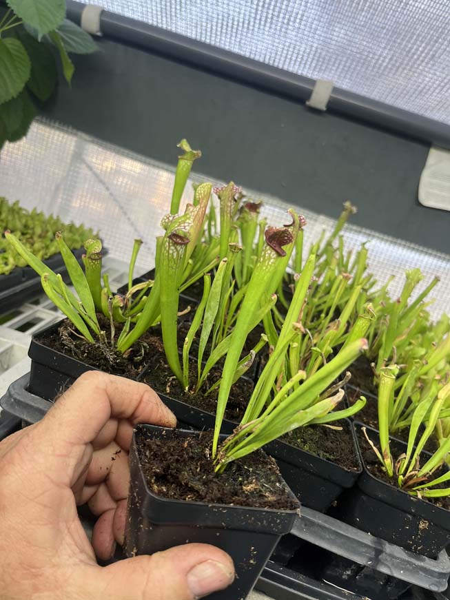 Sarracenia Mississippi