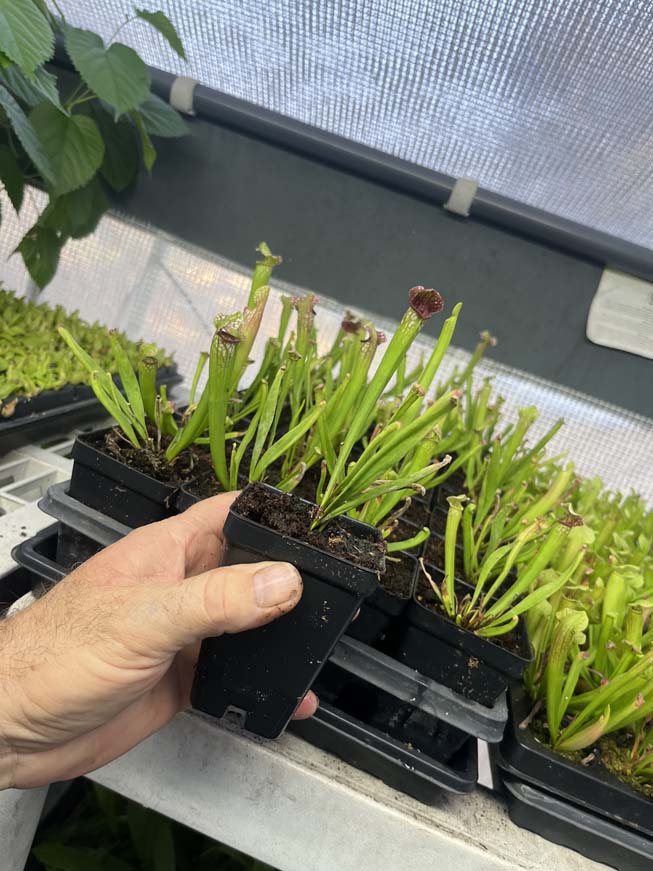 Sarracenia Mississippi