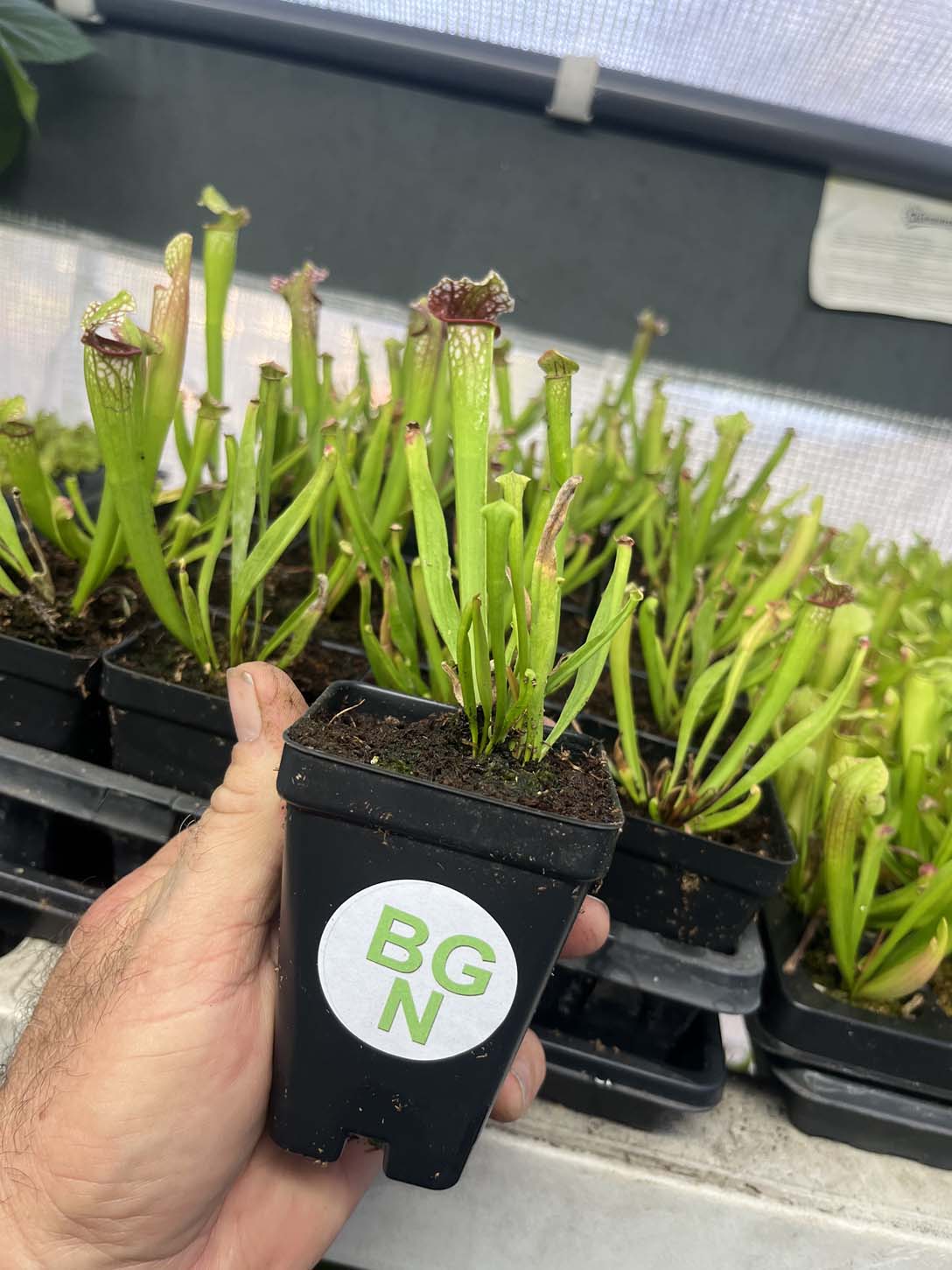 Sarracenia Mississippi