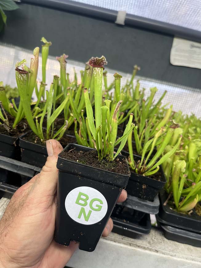 Sarracenia Mississippi