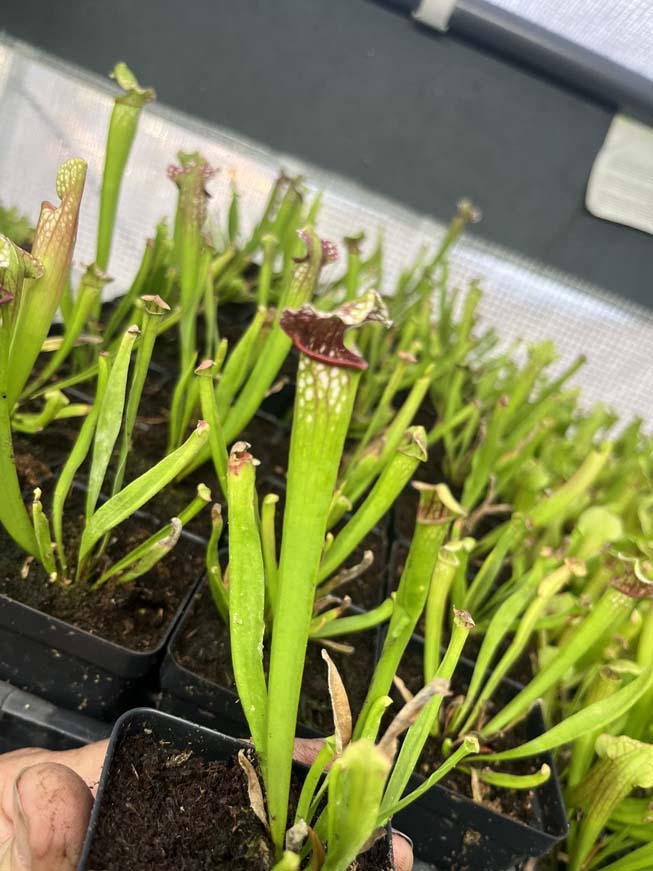 Sarracenia Mississippi
