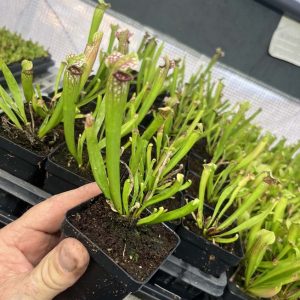 Sarracenia Mississippi