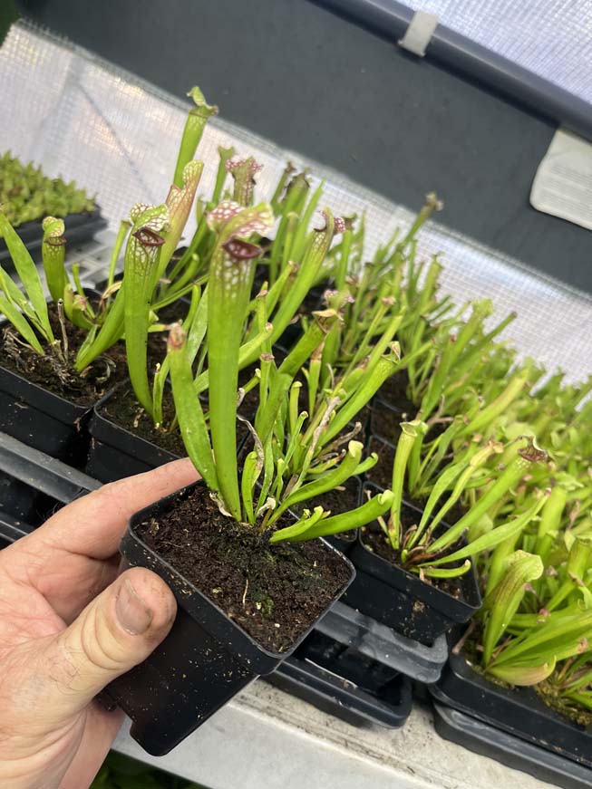 Sarracenia Mississippi